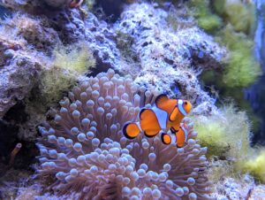 熱帯魚の写真